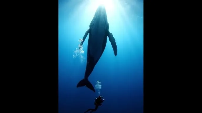 福利导航 - 深蓝星球：探索海洋深处的未知世界